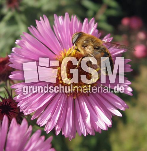 Herbstastern 029.jpg